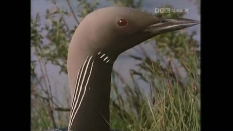 ¼ƬͿ޷ The Corncrake and the CroftĻ/Ļ