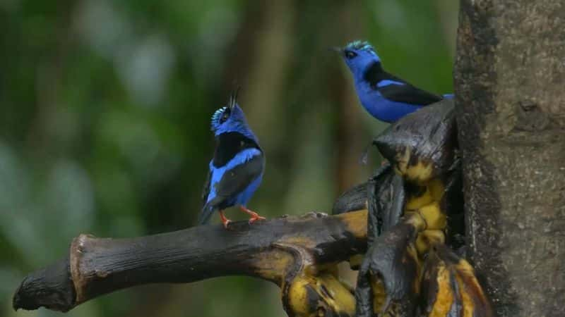 纪录片《哥斯达黎加：彩虹下的野生动物 Costa Rica: Wildlife under the Rainbow》[无字][BT][720P]资源下载