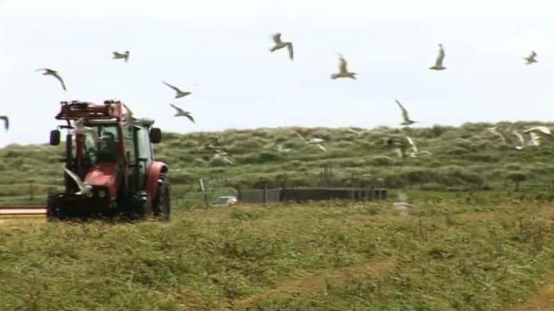 ¼ƬͿ޷ The Corncrake and the CroftĻ/Ļ