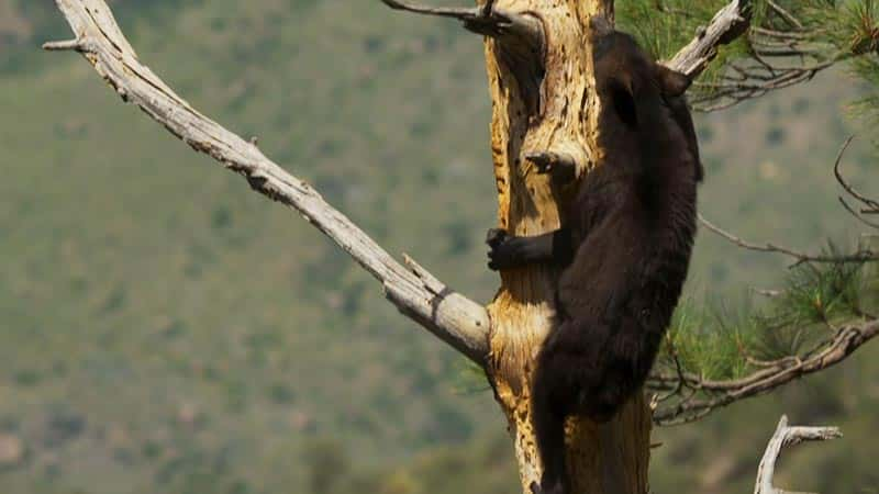 ¼Ƭ䣺¿˹ݵĿҰ߾ Big Bend: The Wild Frontier of Texas1080Pȫ1-Ļ/Ļ