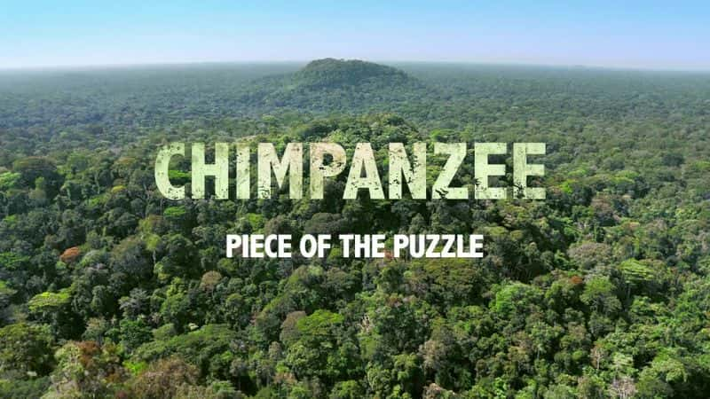 ¼Ƭ ChimpanzeeĻ/Ļ