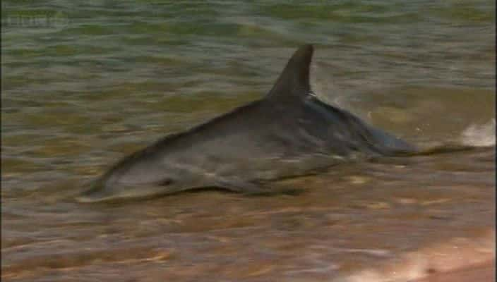 ¼Ƭĺ The Dolphins of Shark Bay720Pȫ1-Ļ/Ļ