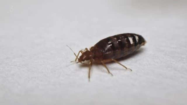 ¼Ƭ The Big Bed-Bug Invasion1080Pȫ1-Ļ/Ļ