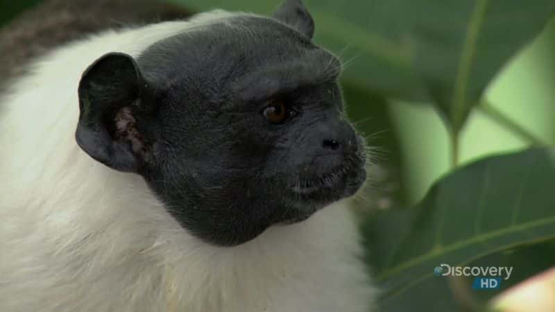 纪录片《巴西：拯救狨猴 Brazil: Saving the Tamarin》[无字] [BT][DVD画质]资源下载