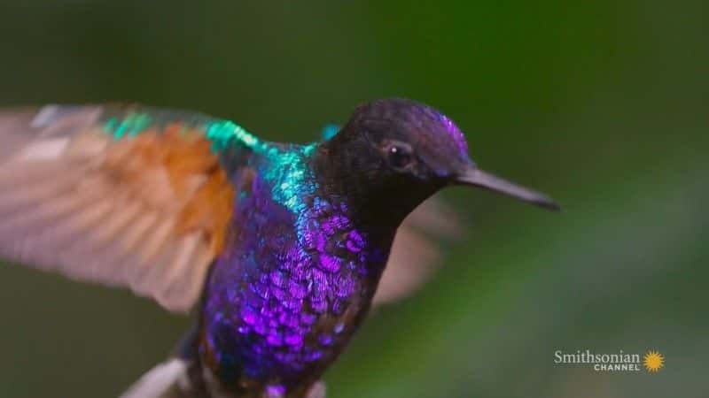 ¼ƬױǣҰħ Colombia: Wild Magicȫ1-Ļ/Ļ