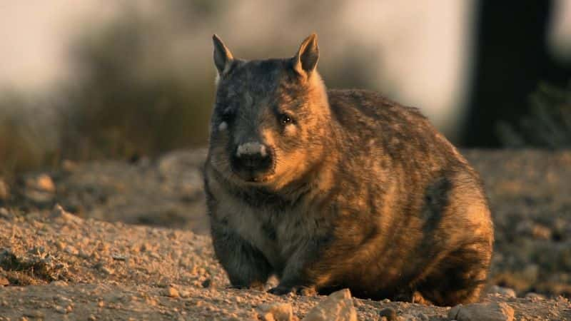 ¼ƬԸ嵥Ĵ Bucket List: Australia1080P-Ļ/Ļ