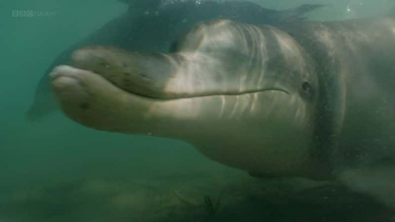 ¼Ƭĺ (BBC 1080p) The Dolphins of Shark Bay (BBC 1080p)1080Pȫ1-Ļ/Ļ