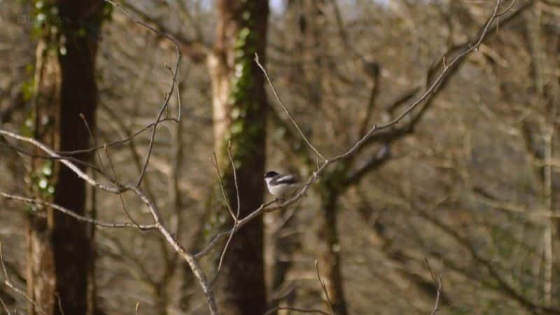 ¼Ƭϳţ (BBC) Dawn Chorus: The Sounds of Spring (BBC)2560Pȫ1-Ļ/Ļ