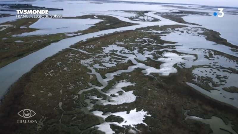 纪录片《威尼斯卡马格： les peuples des lagunes Camargue, Venise: les peuples des lagunes》[无字][BT][720P]资源下载