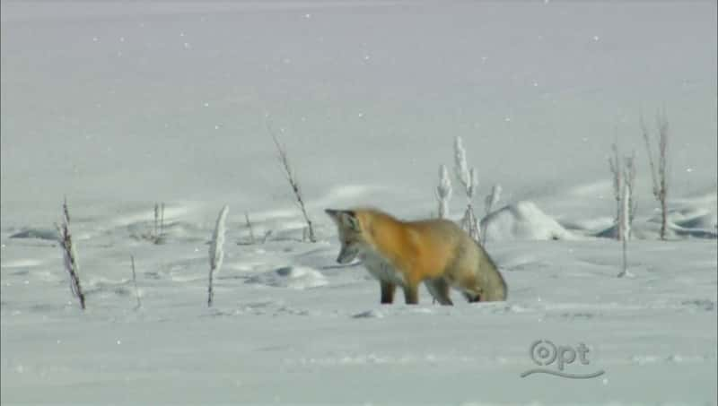 ¼Ƭʯ԰ʥ Christmas in YellowstoneĻ/Ļ