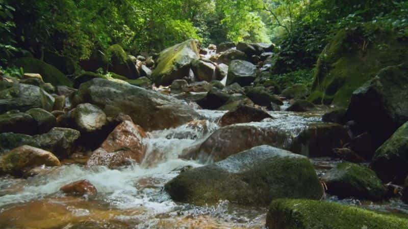 ¼Ƭ - Ȼʷ Brazil - A Natural History1080P-Ļ/Ļ