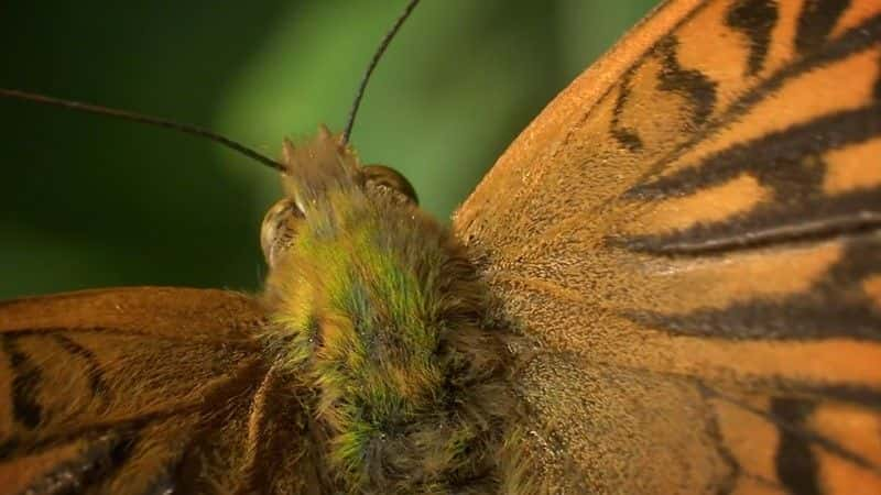 ¼ƬӢ˵ĳ (BBC) Butterflies: A Very British Obsession (BBC)1080Pȫ1-Ļ/Ļ