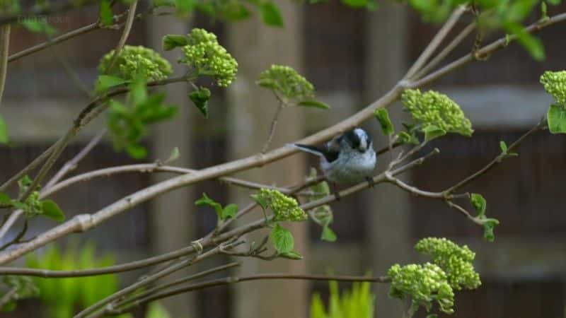 ¼Ƭϳţ (BBC) Dawn Chorus: The Sounds of Spring (BBC)2560Pȫ1-Ļ/Ļ