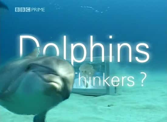 ¼Ƭ - ̵˼ Dolphins - Deep ThinkersĻ/Ļ