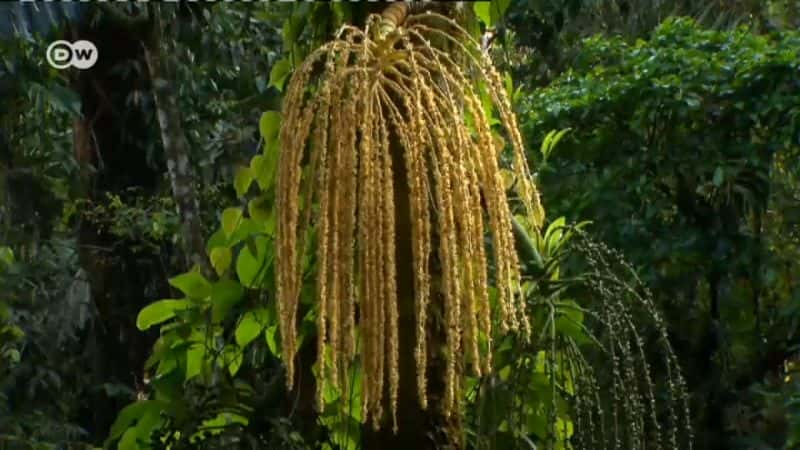 ¼Ƭ˹ - ޵ɫ Costa Rica - Central America's Green TreasureĻ/Ļ