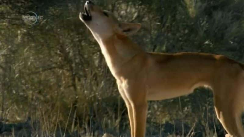 ¼ƬҰսеҰ Dingo: Wild Dogs at WarĻ/Ļ