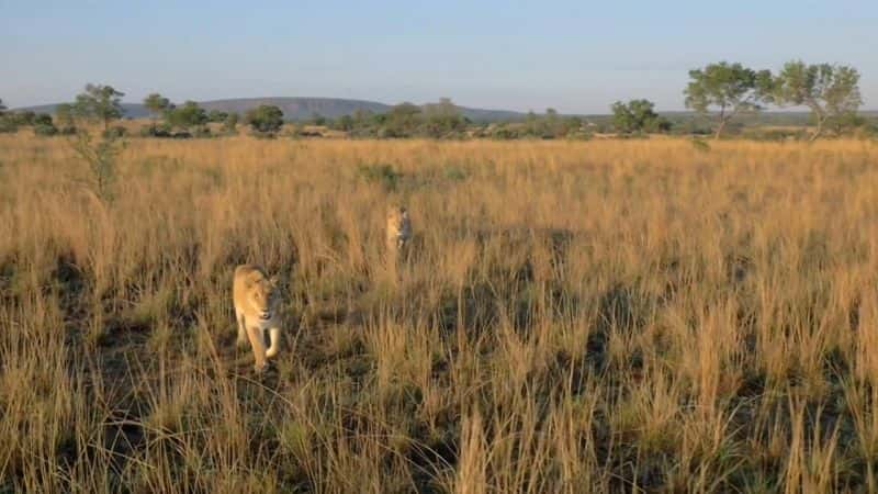 ¼ƬèƶһĶ Big Cats: An Amazing Animal FamilyĻ/Ļ