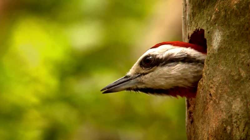 ¼ƬŰͣ Cuba: A Paradise on the Brink1080P-Ļ/Ļ