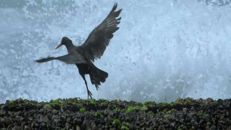 ¼Ƭغϵ 1 Coastal Africa: Series 11080P-Ļ/Ļ