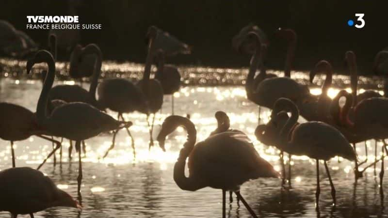 纪录片《威尼斯卡马格： les peuples des lagunes Camargue, Venise: les peuples des lagunes》[无字][BT][720P]资源下载