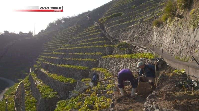 ¼ƬлձӺɽµĴ Cycle Around Japan: From Sea to Mountains, Spring in Ehimeȫ1-Ļ/Ļ