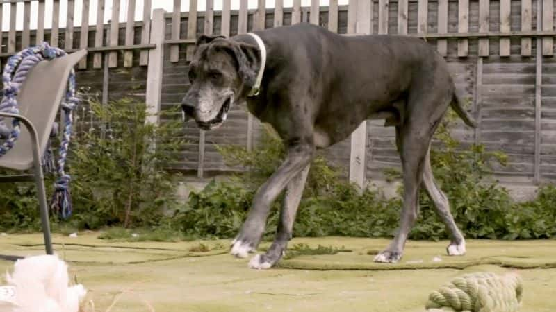 ¼ƬĹ Biggest Dog in the WorldĻ/Ļ