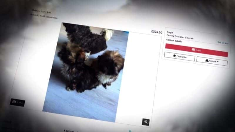 ¼ƬӢС̱ع Britain's Puppy Dealers Exposedȫ1-Ļ/Ļ