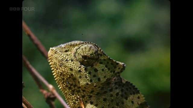 ¼ƬյĲɫ԰֮ (BBC) David Attenborough's Zoo Quest in Colour (BBC)1080Pȫ1-Ļ/Ļ