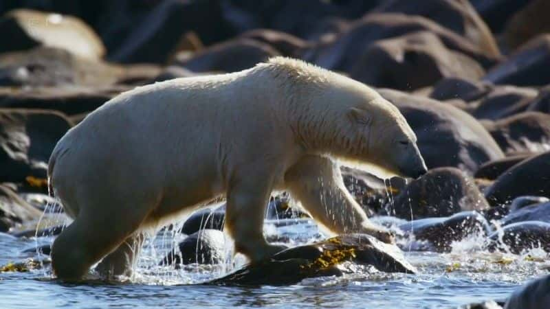 ¼ƬôҰһ Canada: A Year in the Wild1080P-Ļ/Ļ