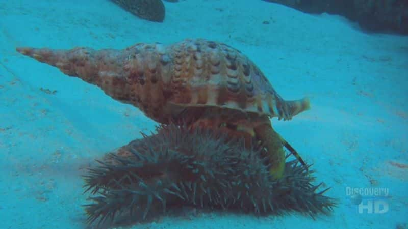 ¼Ƭںǣǳ̲Ĺ Crown of Thorns Starfish: Monster from the ShallowsĻ/Ļ