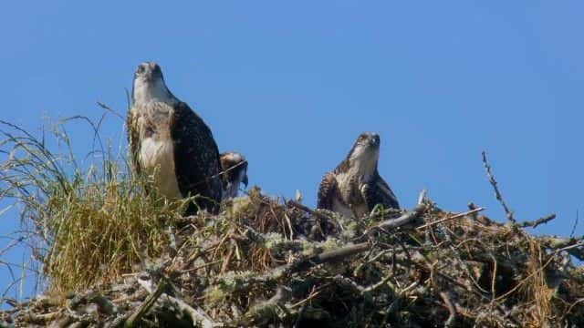 ¼Ƭ˹÷ĿҰ Chris and Meg's Wild Summer1080Pȫ1-Ļ/Ļ