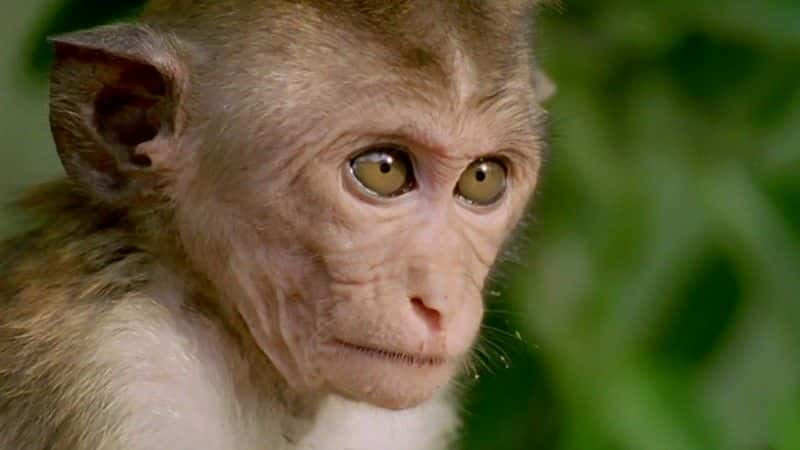 ¼ƬĺӣBBC Clever Monkeys (BBC)ȫ1-Ļ/Ļ