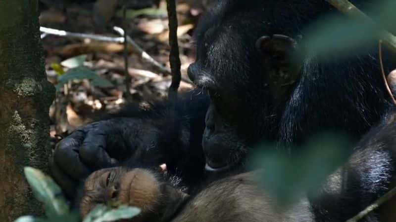 ¼Ƭŵʿڱ֪ʶ Dr. Goodall Teaches ConservationĻ/Ļ