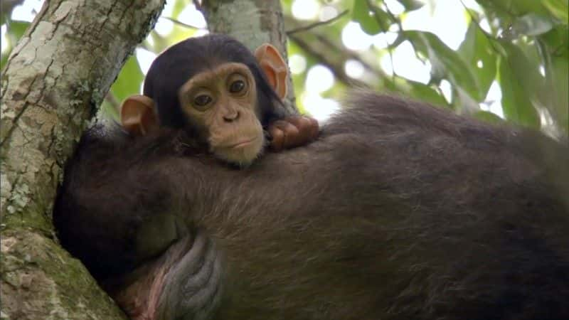 ¼ƬʧϿȵĺ (BBC) Chimps of the Lost Gorge (BBC)1080Pȫ1-Ļ/Ļ