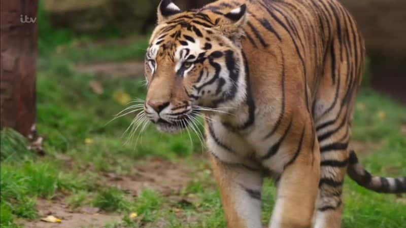 ¼ƬӢ·ϣ뿲һ Britains Tiger Kings on the Trail: with Kemp1080P-Ļ/Ļ