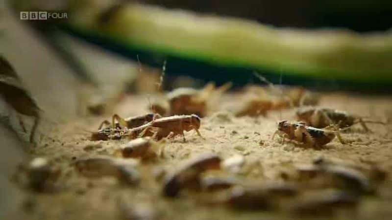 ¼Ƭ Can Eating Insects Save the World?ȫ1-Ļ/Ļ