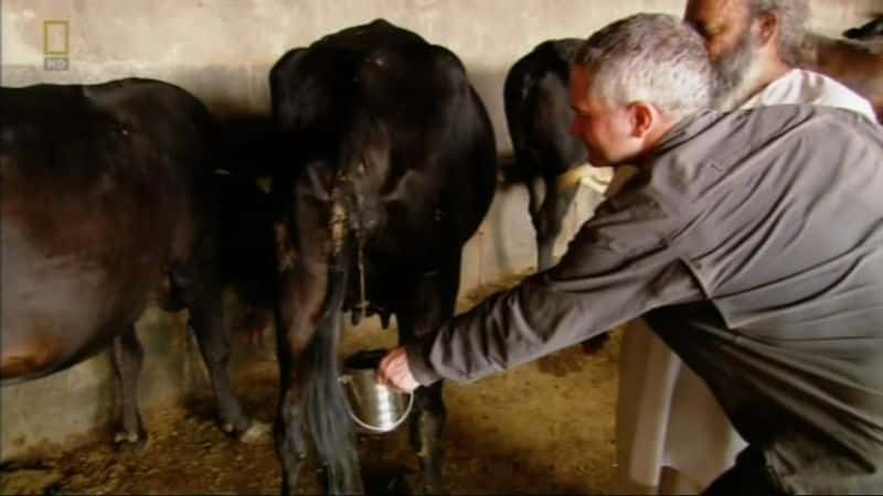 ¼ƬţƷ Cow Urine CureĻ/Ļ