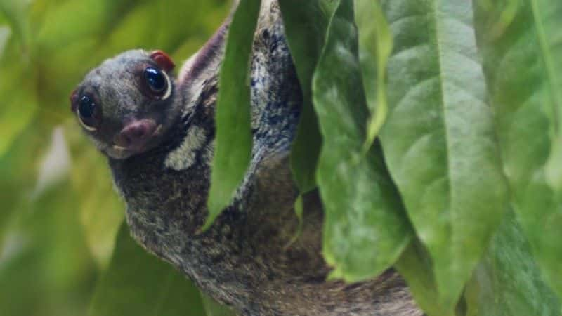 ¼Ƭ˹˺ķĶﰮ˹̹ Chris Packham's Animal Einsteins1080Pȫ6-Ļ/Ļ