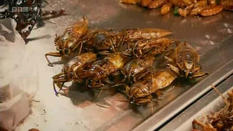 纪录片《吃昆虫能拯救世界吗？ Can Eating Insects Save the World?》[无字][BT][720P][1080P]双画质资源下载