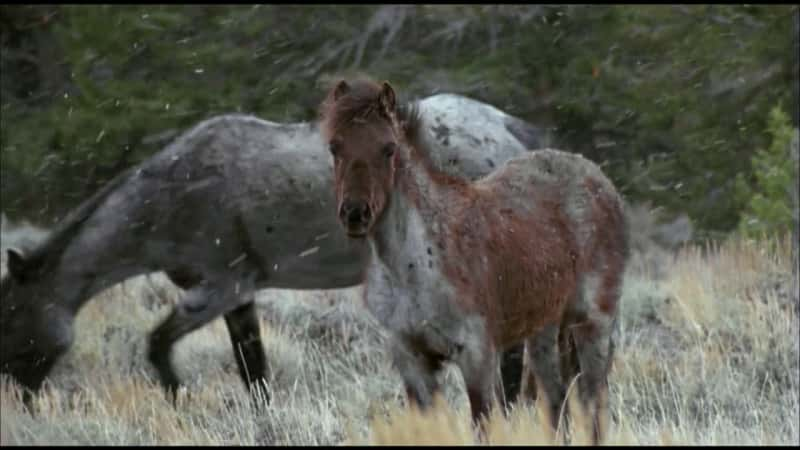 ¼Ƭƣս (PBS) Cloud: Challenge of the Stallions (PBS)Ļ/Ļ