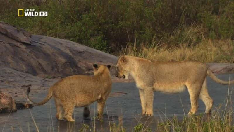 ¼ƬԱ Cheetah: Fatal InstinctĻ/Ļ