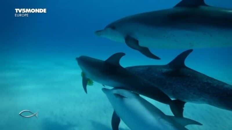 ¼Ƭ̫ӣʢ Dauphins, le grand spectacleȫ1-Ļ/Ļ