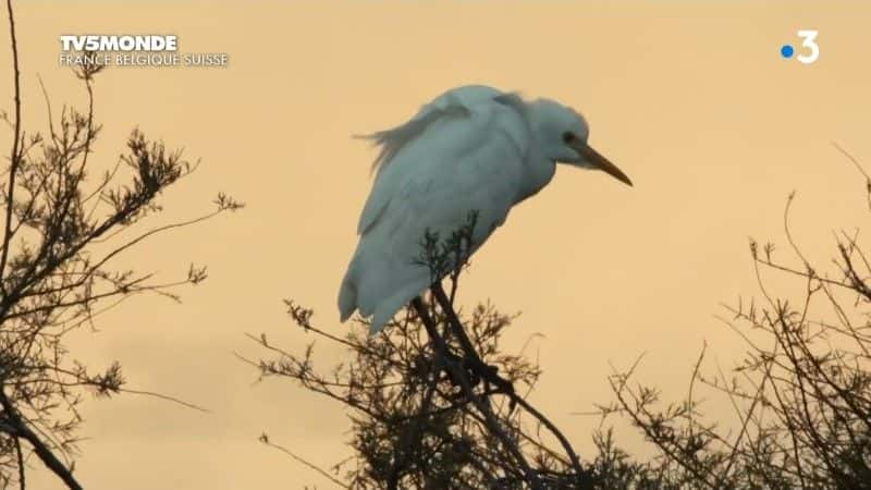 纪录片《威尼斯卡马格： les peuples des lagunes Camargue, Venise: les peuples des lagunes》[无字][BT][720P]资源下载