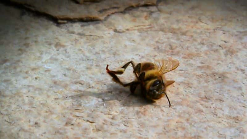 ¼Ƭ߻ϵ1۷ Catalyst Series 1: Honey Bees1080P-Ļ/Ļ