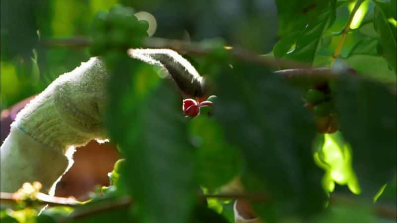 ¼Ƭȸı Coffee the Drink that Changed America1080P-Ļ/Ļ