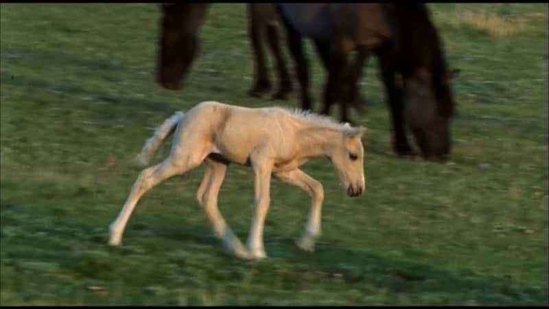 ¼Ƭƣս (PBS) Cloud: Challenge of the Stallions (PBS)Ļ/Ļ