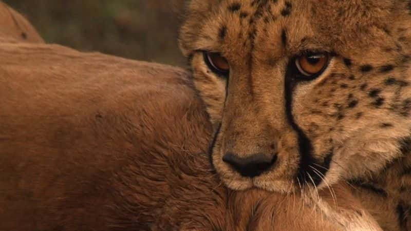 ¼ƬԱٳɳ (BBC 1080p) Cheetahs: Growing Up Fast (BBC 1080p)1080Pȫ1-Ļ/Ļ