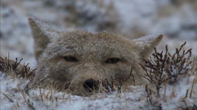 纪录片《野外的狗：认识家人 Dogs in the Wild: Meet the Family》[无字][BT][720P]资源下载