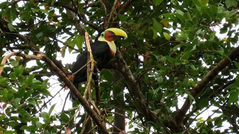 ¼Ƭ˹ӣɿ˹عҹ԰ Costa Rica: Guanacaste National Park1080P-Ļ/Ļ