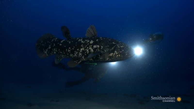 ¼ƬǻһǱˮ Diving with the CoelacanthĻ/Ļ